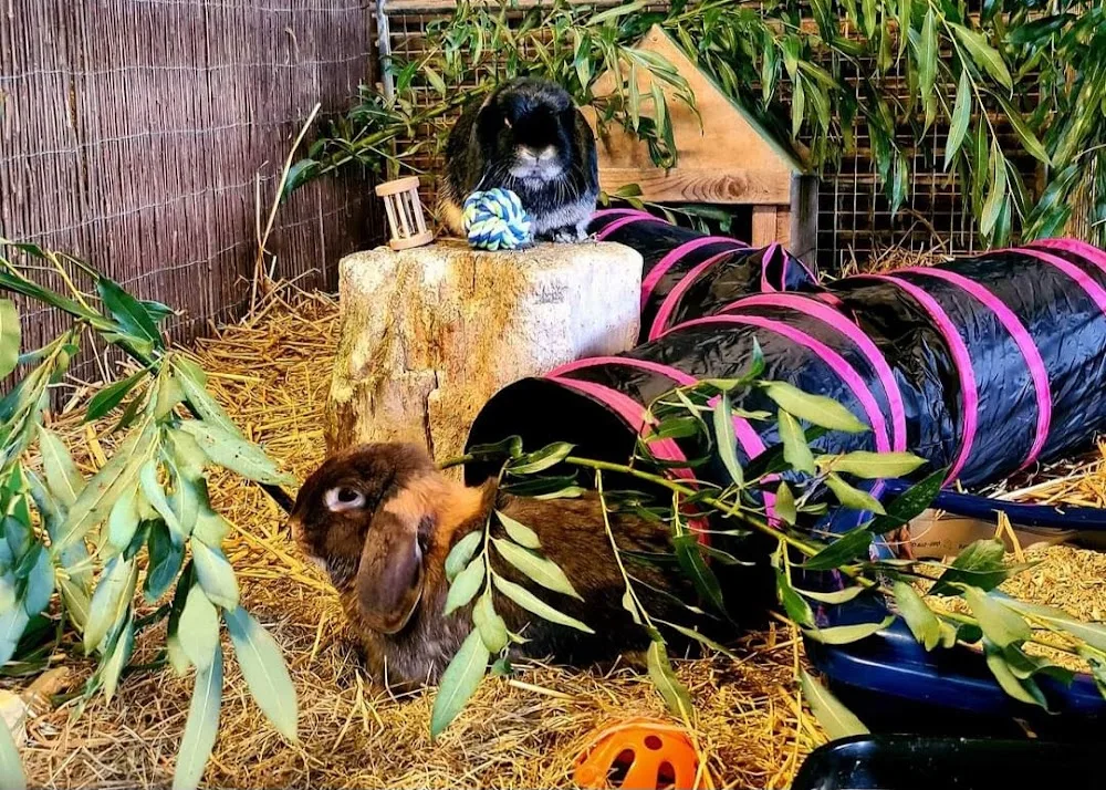 Knaagdierenhotel Dijkzicht - Zeeland pet otel