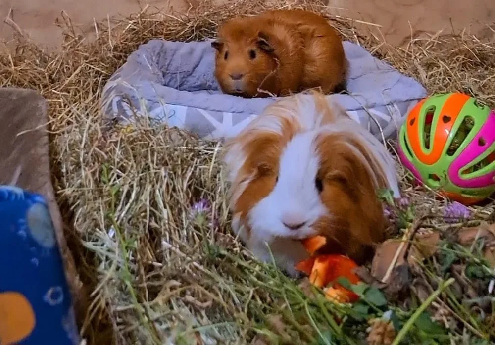 Knaagdierenhotel Dijkzicht - Zeeland pet otel görseli 3