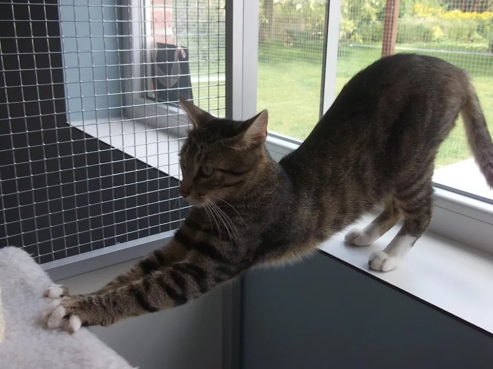 little Buddy kattenhotel - Zeeland pet otel görseli 3