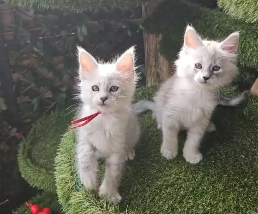 Maine Coon Cattery LazyDaisy's - Zeeland pet otel görseli 3