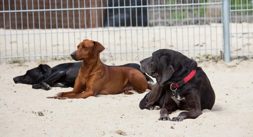 Villa Hondegem - Zeeland pet otel görseli 2
