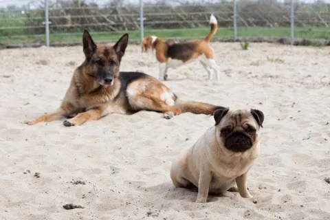 Villa Hondegem - Zeeland pet otel görseli 3