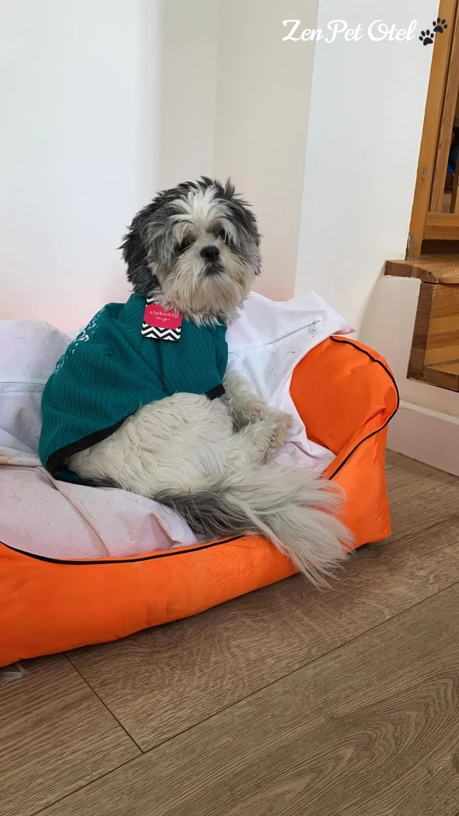 Zen Pet Otel - Kedi Köpek Pansiyonu - Istanbul pet otel görseli 3