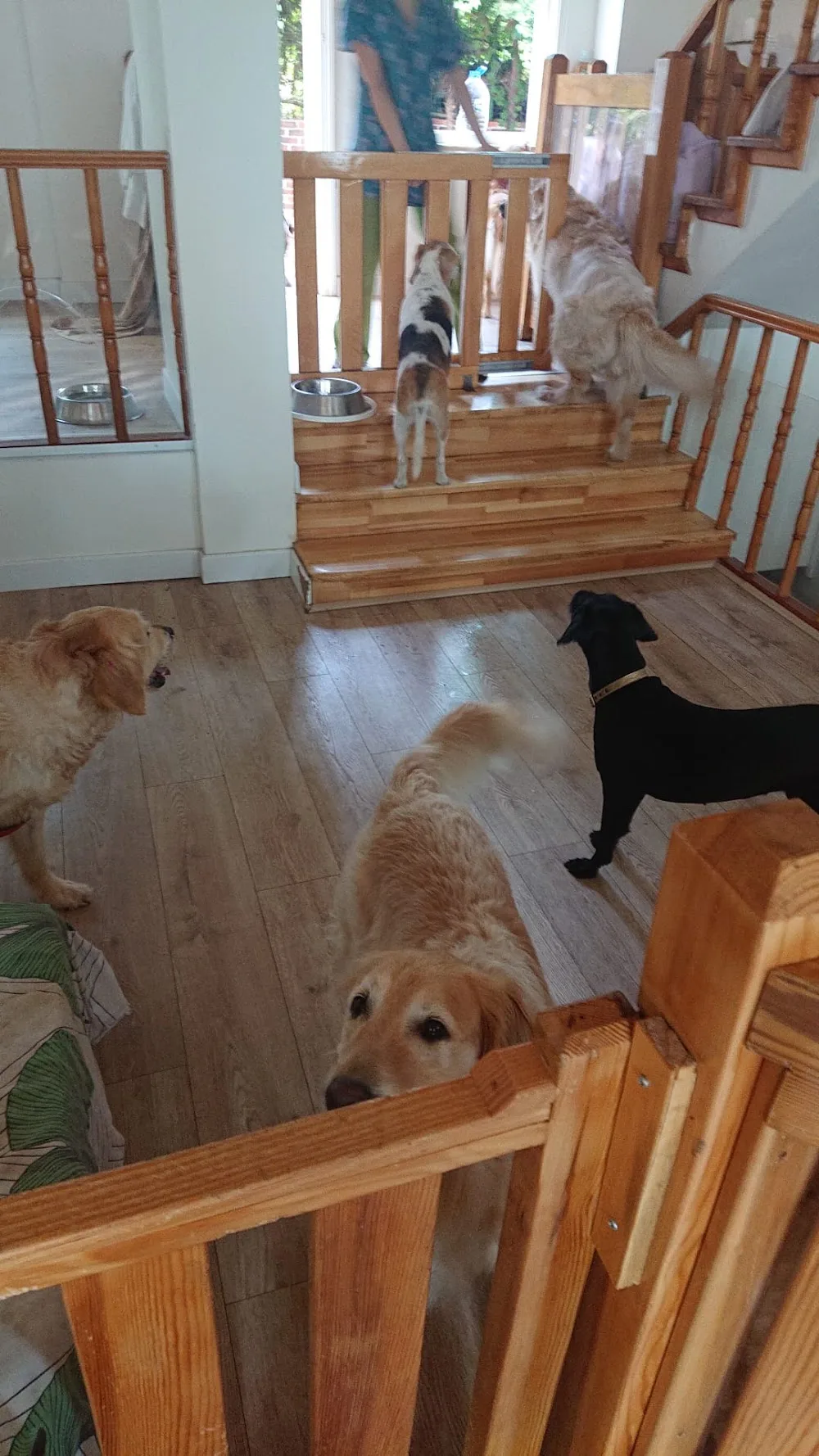 Zen Pet Otel - Kedi Köpek Pansiyonu - Istanbul pet otel görseli 14