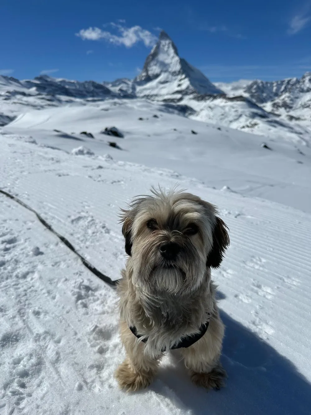 Pfotennanny - Zermatt pet otel