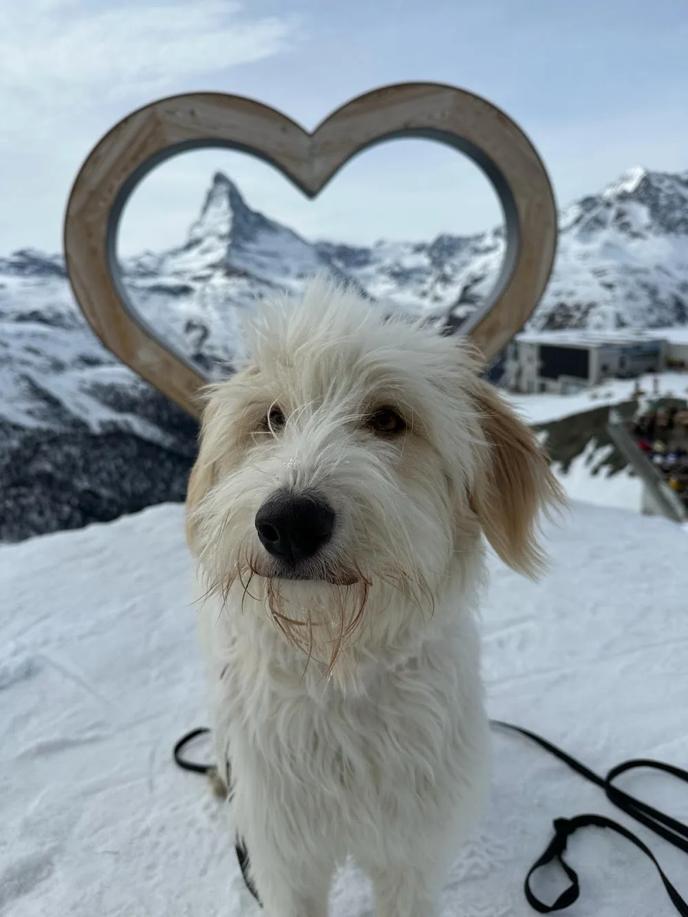 Pfotennanny - Zermatt pet otel görseli 3