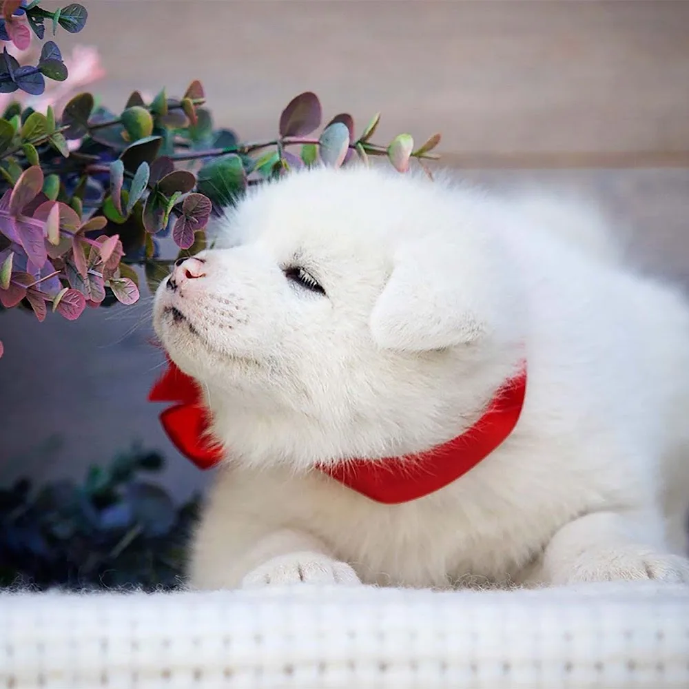 KOUKUFUNAINU - Akita-inu, Shiba-inu and Hokkaido Kennel - Zhytomyrska pet otel
