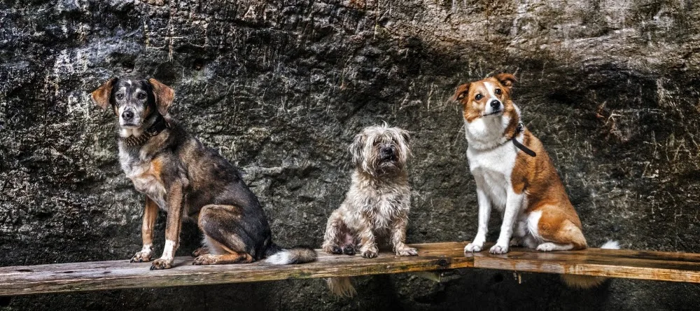Dog-Home - Zug pet otel
