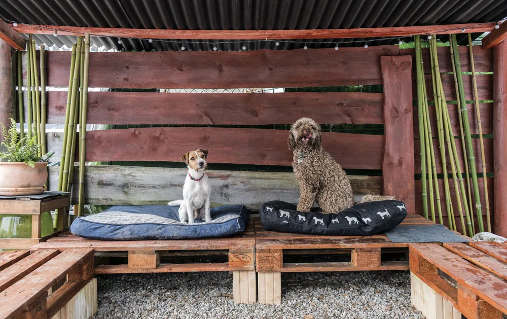 Dog-Home - Zug pet otel görseli 3