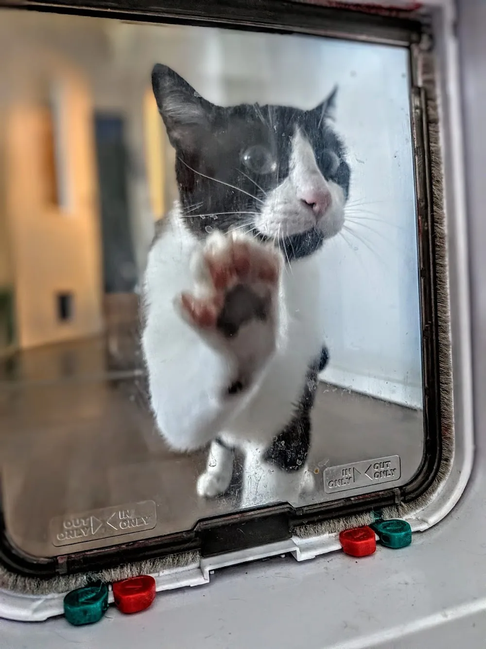 Kleintierpraxis im Bächler und Katzenpension - Zug pet otel