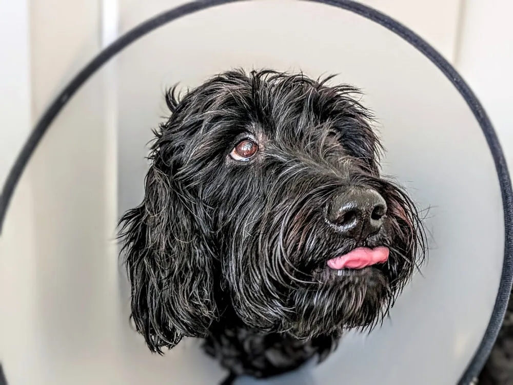 Kleintierpraxis im Bächler und Katzenpension - Zug pet otel görseli 3