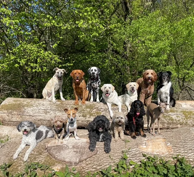 The golden dogs GmbH - Zug pet otel görseli 3
