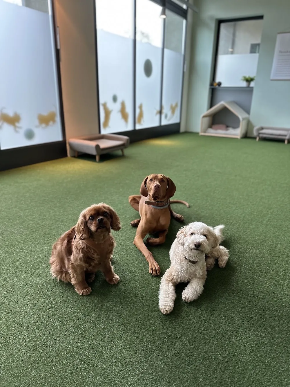 DOG AFFAIR GmbH - Zurich pet otel