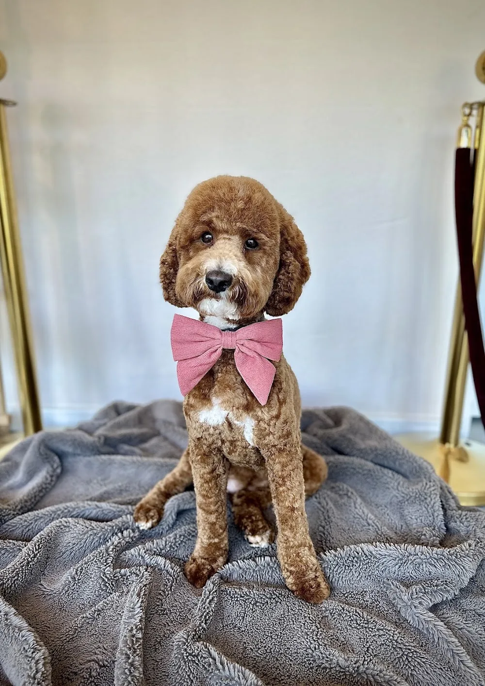 DOG AFFAIR GmbH - Zurich pet otel görseli 3