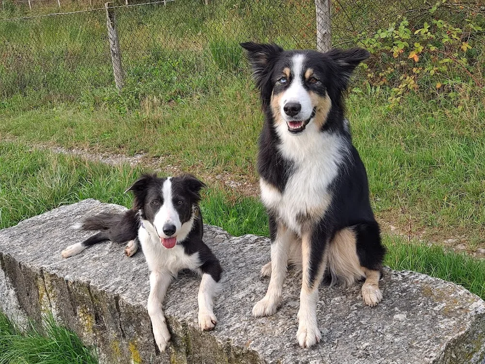 Doggo Care - Zurich pet otel
