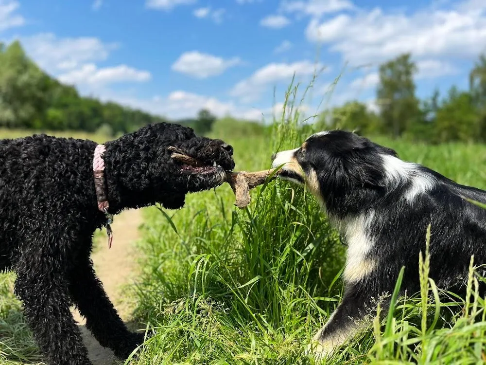 Doggo Care - Zurich pet otel görseli 3