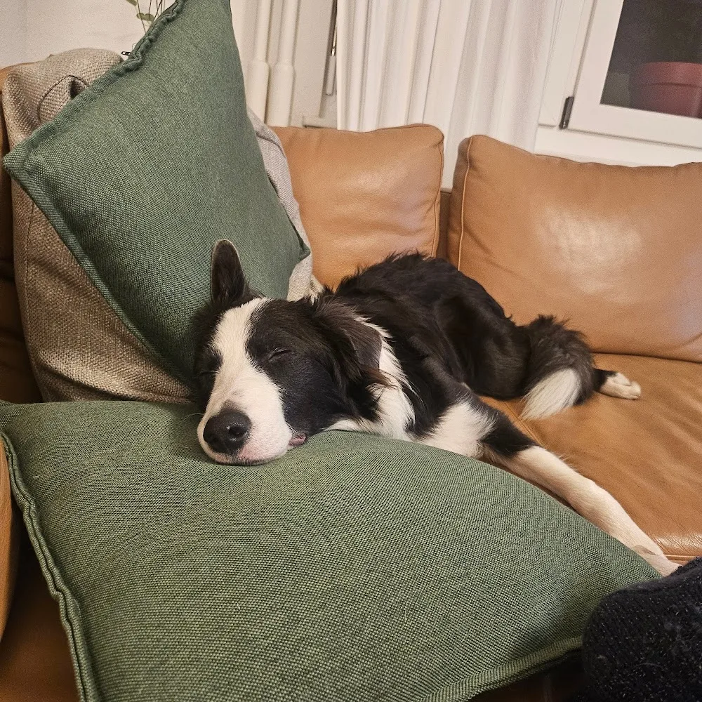 Doggo Care - Zurich pet otel görseli 4