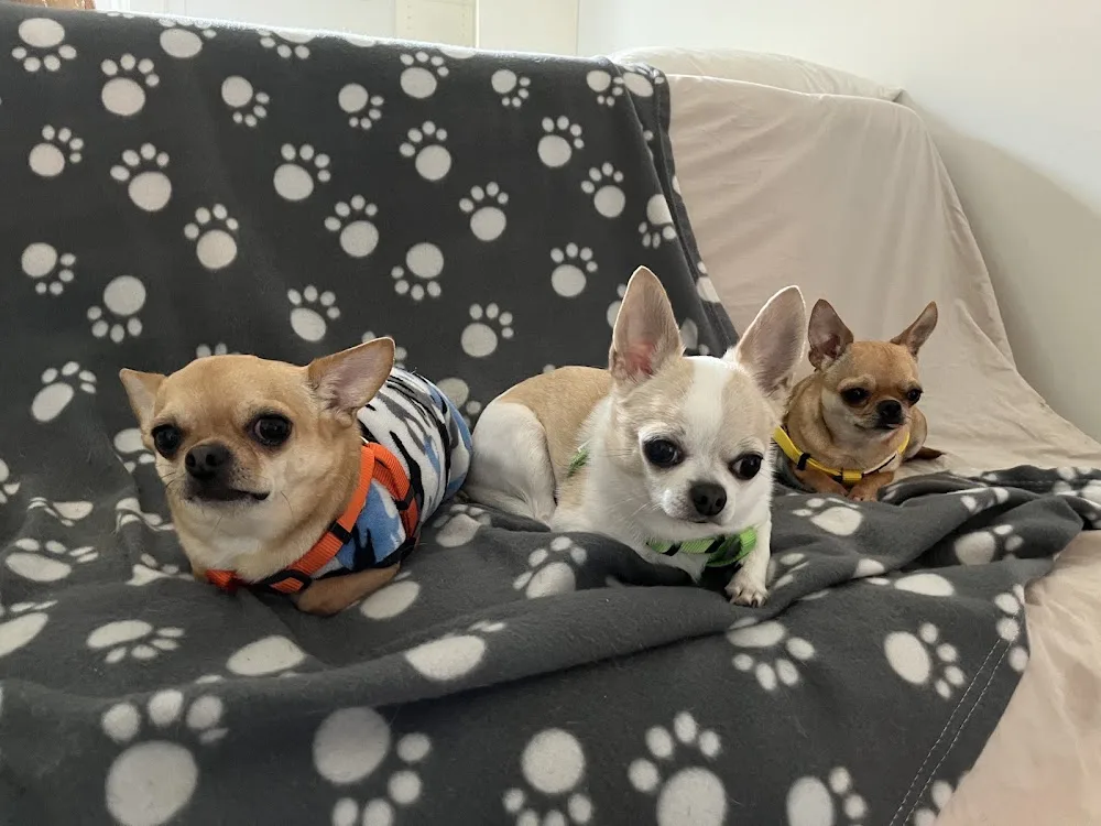 Hakunamatata-Dogs - Zurich pet otel görseli 3