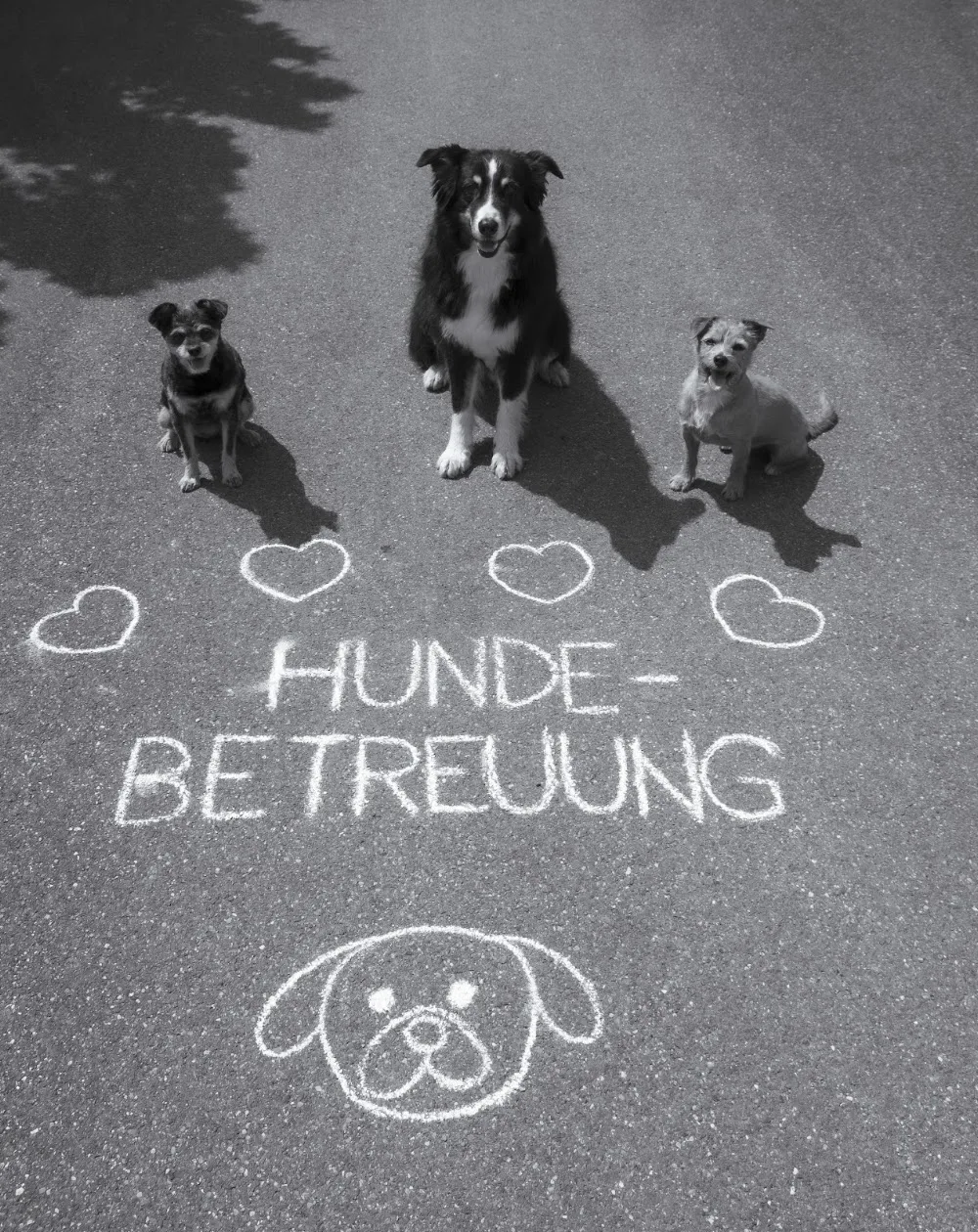 HappywalksHappydogs - Zurich pet otel görseli 2