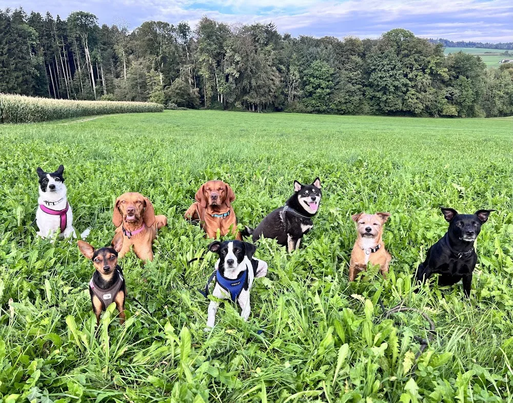 HappywalksHappydogs - Zurich pet otel görseli 3