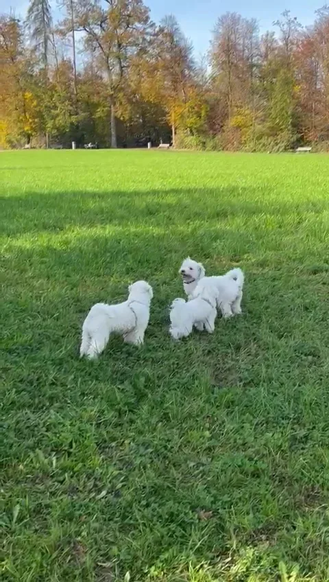 Hundebetreuung Laska - Zurich pet otel