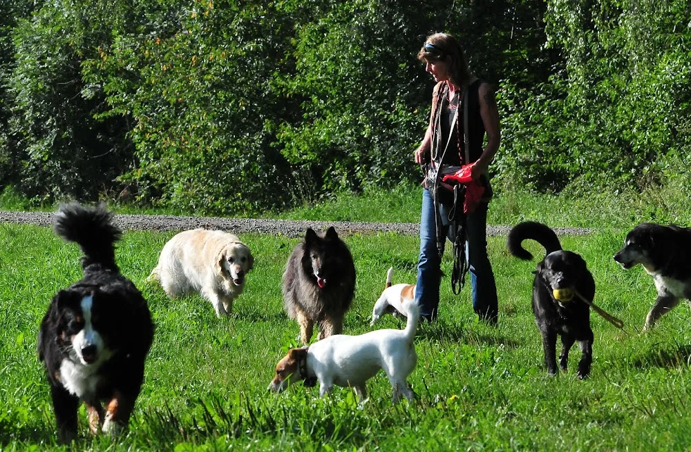 Hundekrippe Limmattal - Zurich pet otel görseli 3