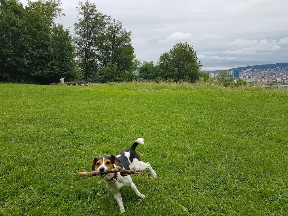 Hundetagi - Hundebetreuung in der Stadt Zürich - Zurich pet otel