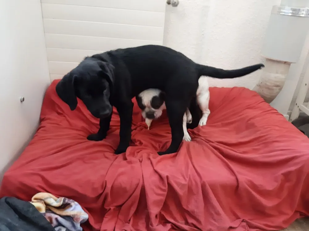 Hundetagi - Hundebetreuung in der Stadt Zürich - Zurich pet otel görseli 3