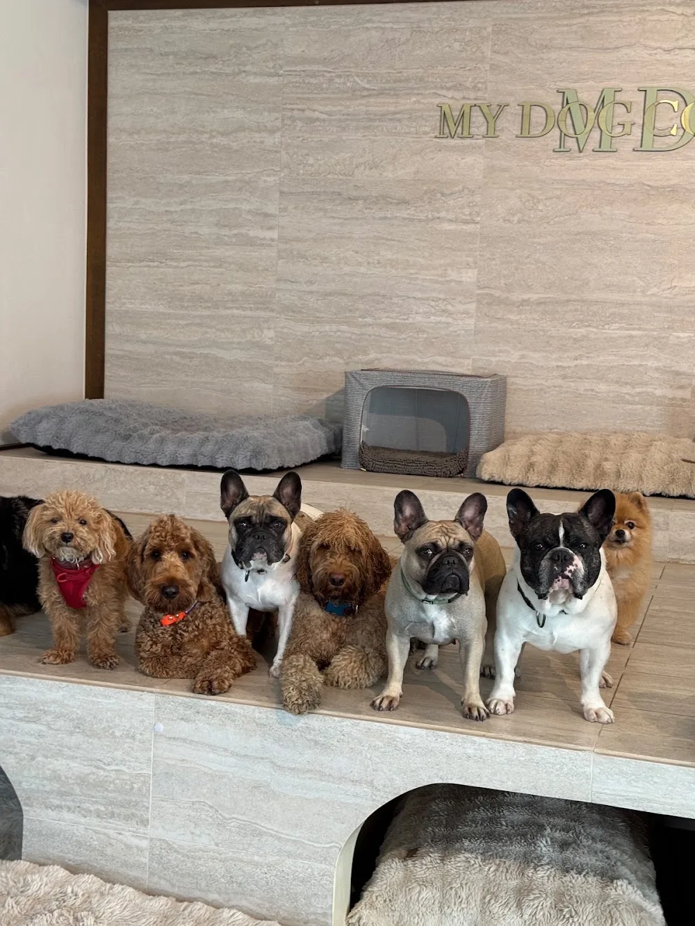 My Dog Company Manegg - Zurich pet otel