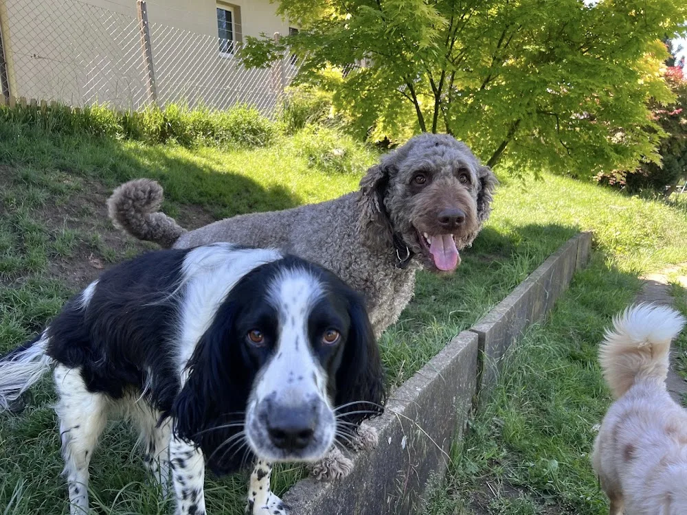 mydogspot - Zurich pet otel görseli 3
