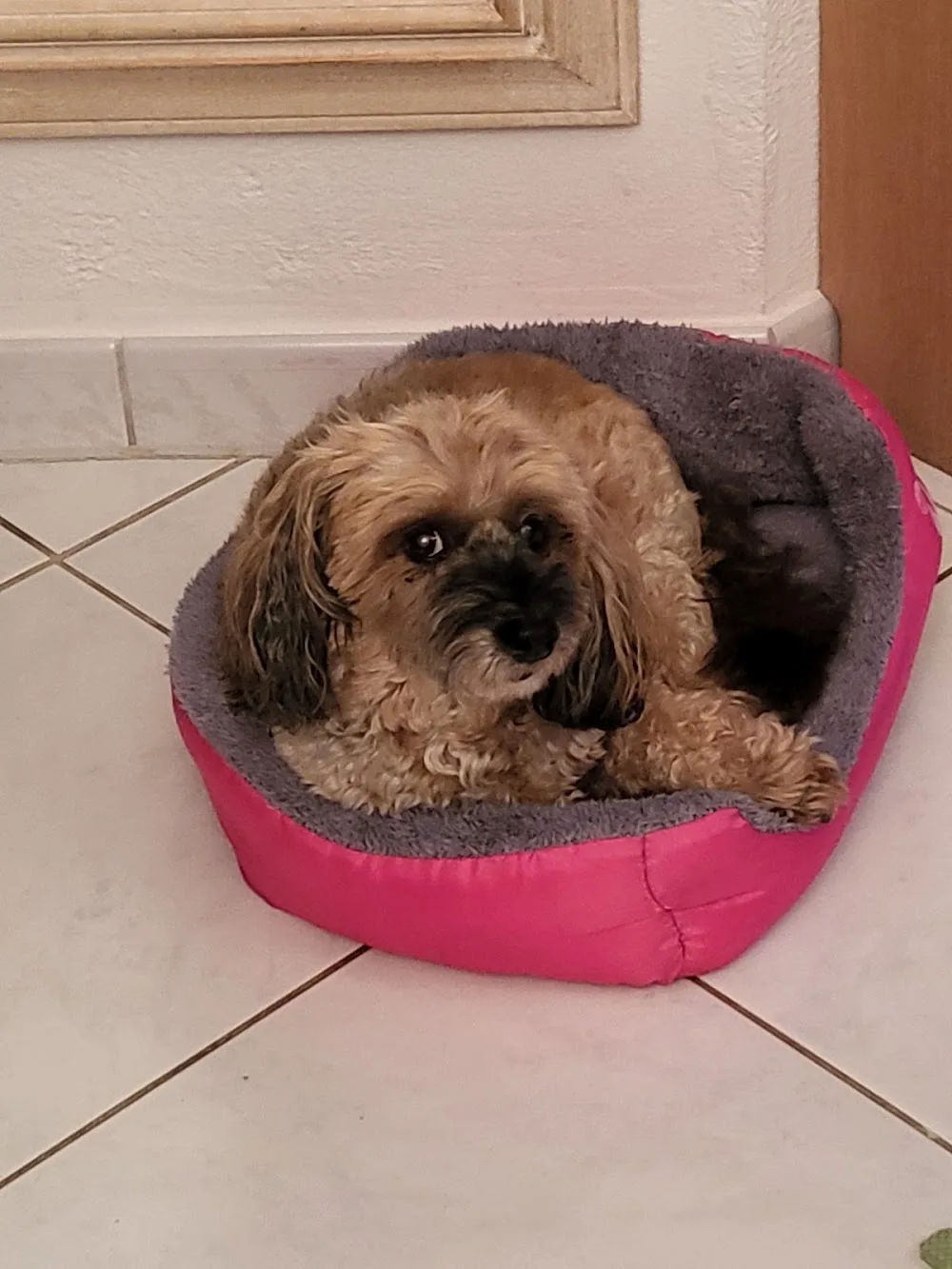PONGO Hunde Betreuung - Zurich pet otel görseli 3