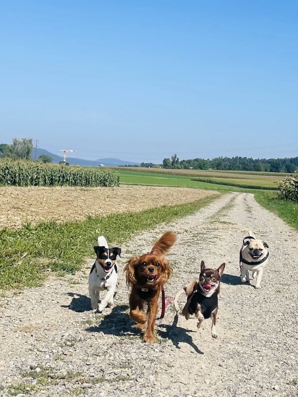 SmilingDogs - Zurich pet otel görseli 3