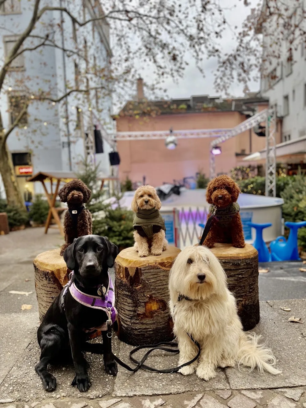 The Paw House - Zurich pet otel görseli 3