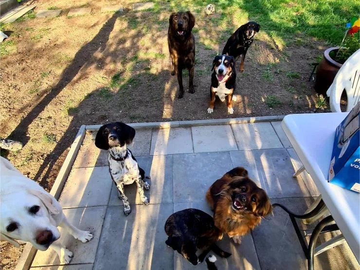 Tierpension Alte Rose - Zurich pet otel görseli 2