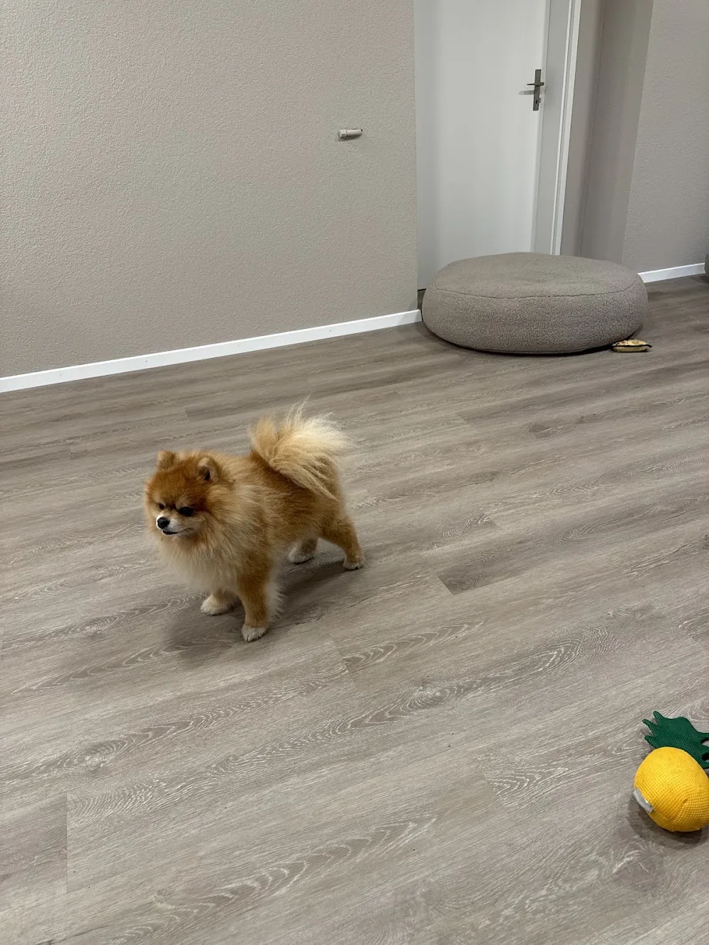 Züri Schnauze - Zurich pet otel görseli 3