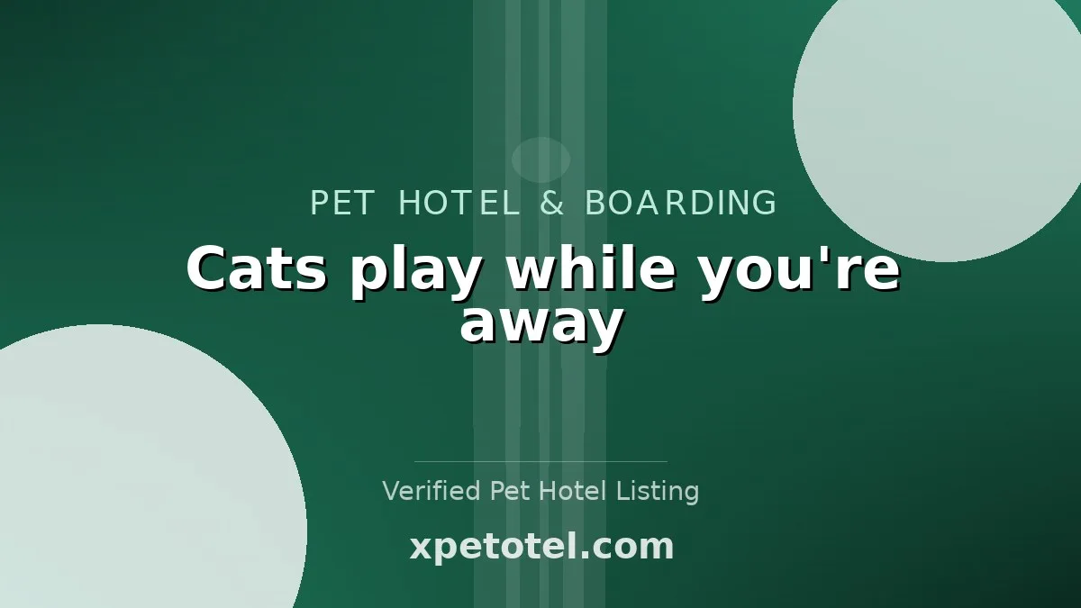 Cats play while you're away
